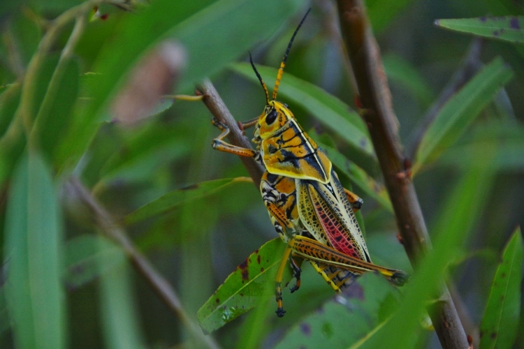 grasshopper